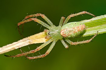 Green tent spider