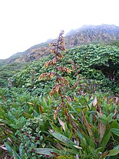 Guzmania plumieri