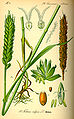 Brødhvede (Triticum aestivum), et medlem af Græs-ordenen (Poales).