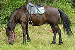 Cheval d'Auvergne monté en randonnée en 2007