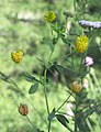 Trifolium aureum