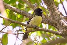 Yellow-bellied Seedeater (12682100663).jpg