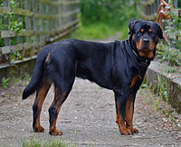 Male Rottweiler