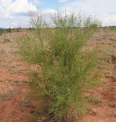 Description de l'image Acacia victoriae.jpg.