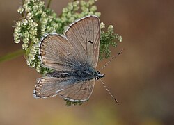 Aricia crassipuncta