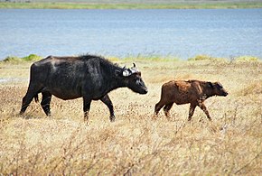 Female with red calf At Ngorongoro Conservation Area in Tanzania