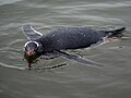 Un pinguin Gentoo înotând