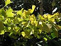 Des feuilles de ginkgo.