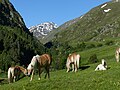 Haflinger bei Rofen mit Blick ins hintere Rofental