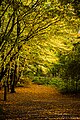 Herfstkleuren in het Laarbeekbos