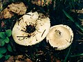 !Lactarius resimus!