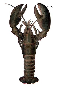 Amerískur humar (Homarus americanus)