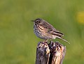 Meadow Pipit