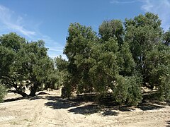 Olivos centenarios de la Candonga, uno de los reclamos del oleoturismo en Martos