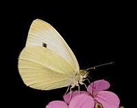 Litjen Koolwietling (duütsk Kleiner Kohlweißling, Pieris rapae