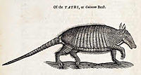 Xilogravura de um tatu (1658).