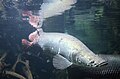 Arapaima gigas