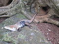 Ctenosaura similis -1-