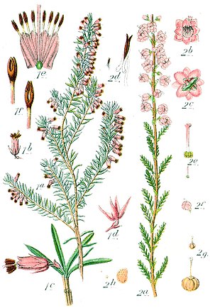 Ericaceae spp Sturm48.jpg