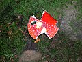 The Fly Agaric (Amanita muscaria) at Giffordland, damaged by slugs