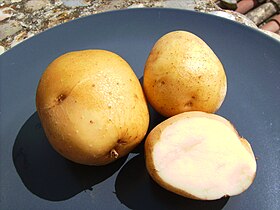 Image illustrative de l’article Kennebec (pomme de terre)