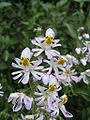 Schizanthus pinnatus «թիթեռի ծաղիկ» «խեղճ մարդու խոլորձ»