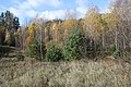 Boslandschap met herfstkleuren