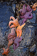 Oceanus Pacificus, Cannon Beach, Oregoniae Civitatum Foederatarum