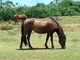 Chevaux à l'état semi-sauvage sur l'île de Yonaguni