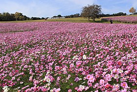 あわじ花さじきのコスモス