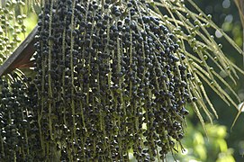 O açaí é produzido em larga escala no Amazonas e muito consumido em forma de vinho pela população local.