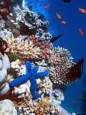 A coral reef, an example of a marine ecosystem