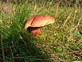 Rubroboletus dupainii