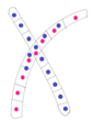 Image 11Typical mating fusion of two compatible monokaryons in Basidiomycota (from Mating in fungi)