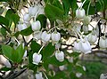 Enkianthus perulatus