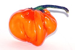 Capsicum chinense