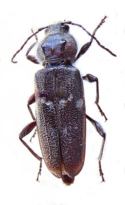 Hylotrupes bajulus (Linnaeus, 1758)