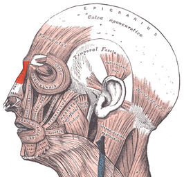 De musculus procerus aangegeven in het rood.