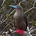 'n Bruingeskakeerde rooipootmalgas, Galápagos-eilande, Ecuador