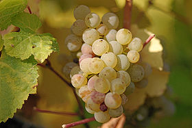 Uvas Riesling maduras