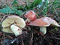 Suillus granulatus