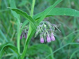 Fekete nadálytő (Symphytum officinale)