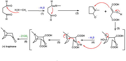 Sintesis tropinon