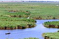 Stufăriș în Delta Dunării (raionul Chilia)