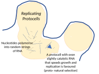 Nucleotides in a protocell in a hydrothermal vent can polymerise into random strings of RNA. Any that have even slight catalytic activity will favour the growth and replication of their protocells, a start to natural selection.[5]