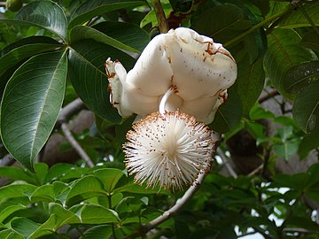 Adansonia digitata