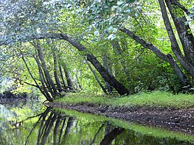 Batsto River