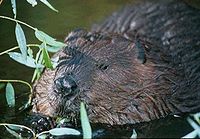 kanada kobras (Castor canadensis)