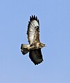 In flight, Devon, England. There are around 40,000 breeding pairs in the United Kingdom