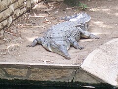 Crocodylus intermedius